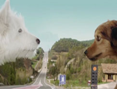 雪铁龙新C3广告：狗狗的爱情